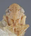 Cribrus concinnus - photo 3