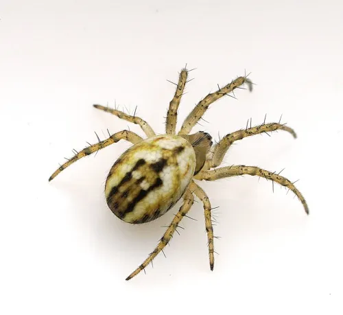 Cricket Bat Spider
