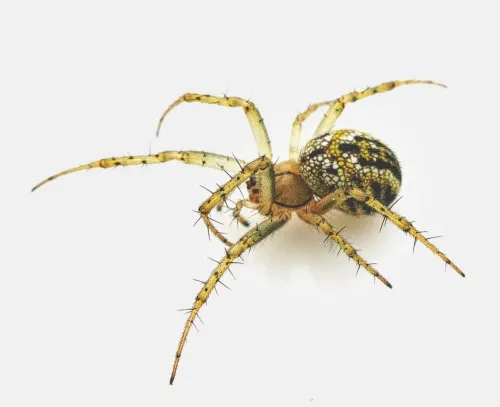 Cricket Bat Spider - photo 2