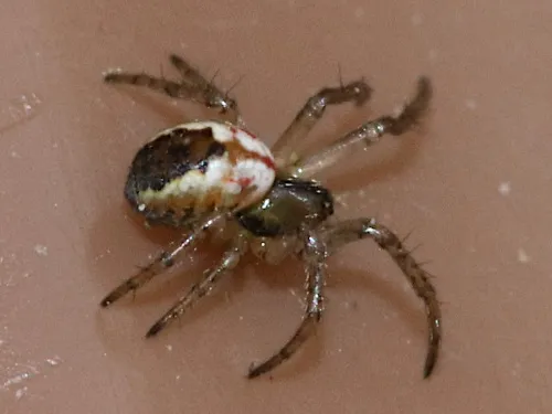 Cricket Bat Spider - photo 3