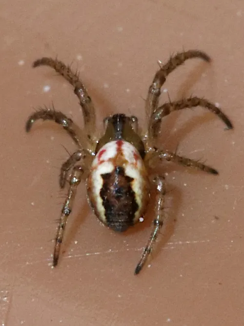 Cricket Bat Spider - photo 4