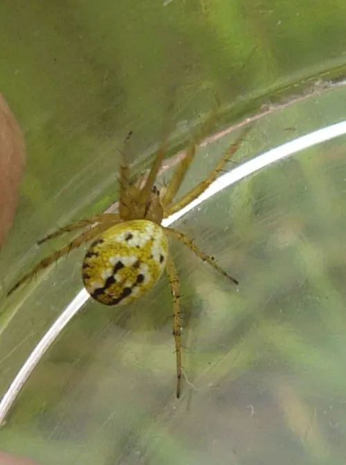 Cricket Bat Spider - photo 5
