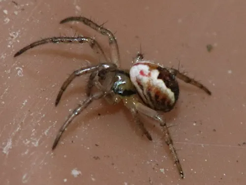 Cricket Bat Spider - photo 6
