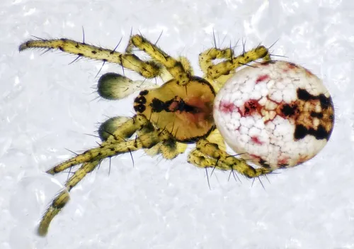 Cricket Bat Spider - photo 7