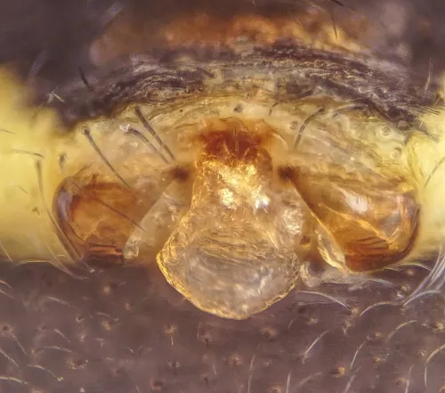 Cricket Bat Spider - photo 8