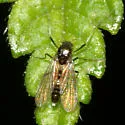 Cricotopus bicinctus