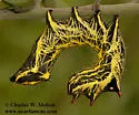 Crinodes biedermani - Hodges#8028 - photo 3