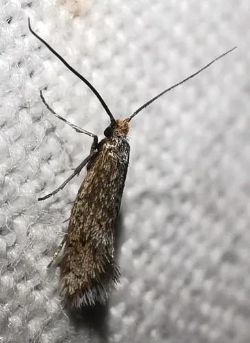 Crinopterygidae - Crinopterygidae
