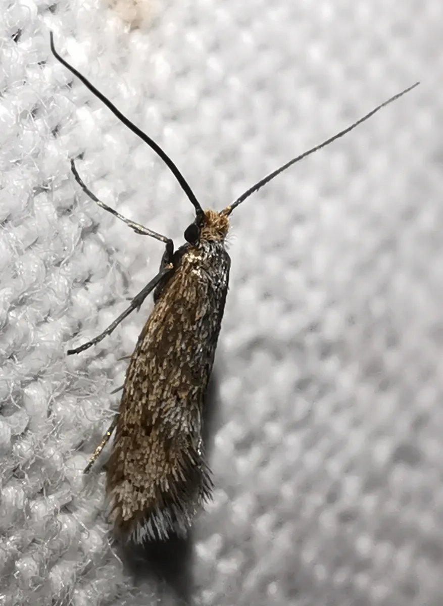 Crinopterygidae - photo 3