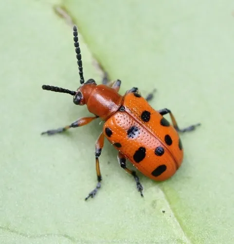 Twelve-spotted Asparagus Beetle