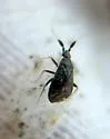 Salien Plant Bug