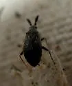 Salien Plant Bug - photo 2