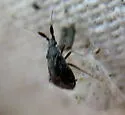 Salien Plant Bug - photo 3