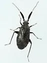 Salien Plant Bug - photo 4