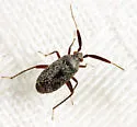 Salien Plant Bug - photo 5