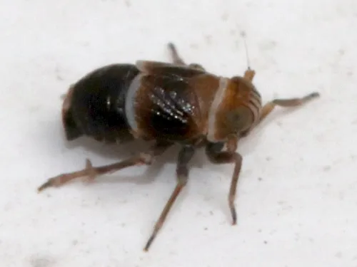 Criomorphus albomarginatus agg. - photo 4