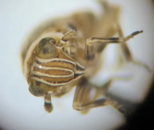Criomorphus albomarginatus agg.