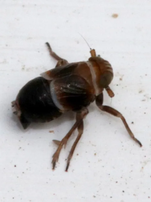 Criomorphus albomarginatus agg. - photo 2