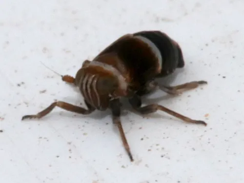 Criomorphus albomarginatus agg. - photo 3