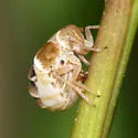 Criomorphus inconspicuus - Criomorphus inconspicuus