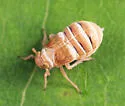 Criomorphus inconspicuus - photo 2
