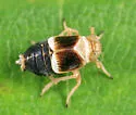 Criomorphus inconspicuus - photo 3