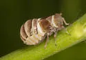 Criomorphus inconspicuus - photo 4