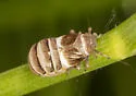 Criomorphus inconspicuus - photo 5