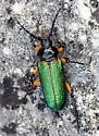 Crioprosopus rimosus