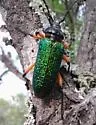 Crioprosopus rimosus - photo 2