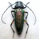 Crioprosopus rimosus - photo 3