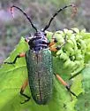 Crioprosopus rimosus - photo 4