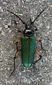 Crioprosopus rimosus - photo 5