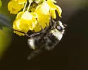 Criorhina aurea