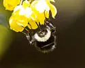 Criorhina aurea - photo 2