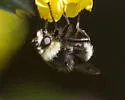 Criorhina aurea - photo 3