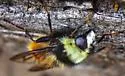 Criorhina aurea - photo 4