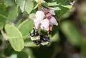 Criorhina aurea - photo 5