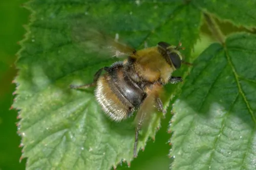 Criorhina berberina