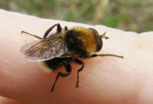 Criorhina berberina - photo 2