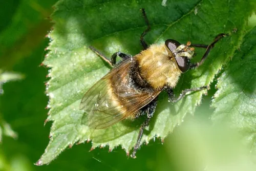 Criorhina berberina - photo 3