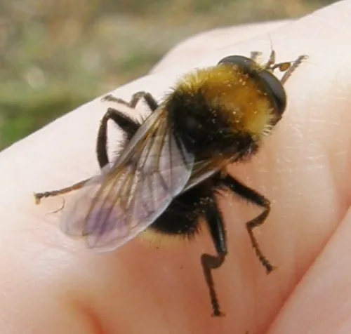 Criorhina berberina - photo 4
