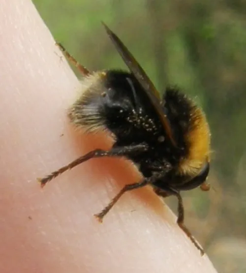 Criorhina berberina - photo 5