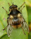 Criorhina bubulcus - Criorhina bubulcus