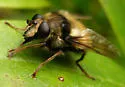 Criorhina bubulcus - photo 2