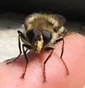 Criorhina bubulcus - photo 4