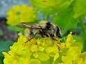 Criorhina bubulcus - photo 5