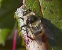 Criorhina caudata