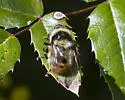 Criorhina caudata - photo 2