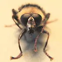 Criorhina caudata - photo 3